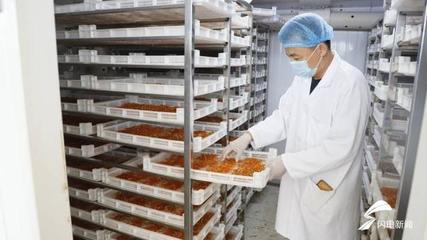42秒|十年育一菌株!德州首家蛹虫草生产基地迎来采收 年产量达1200余公斤