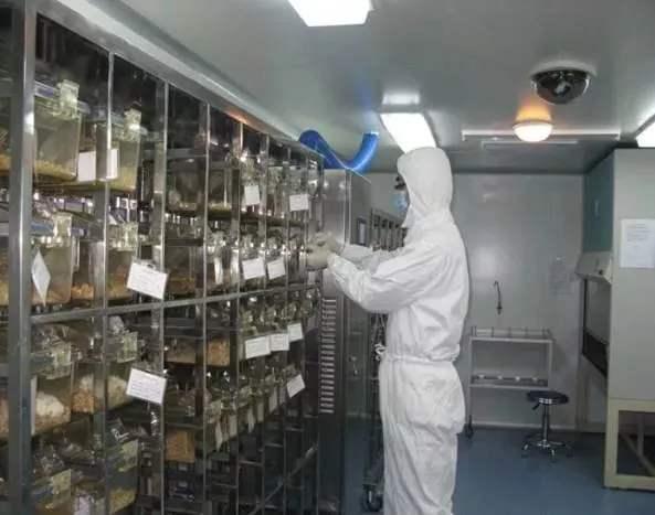 走进新冠研究幕后 专家揭秘实验室动物模型的关键角色